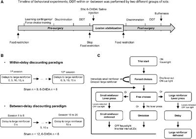 Nigrostriatal Dopaminergic Denervation Does Not Promote Impulsive Choice in the Rat: Implication for Impulse Control Disorders in Parkinson’s Disease